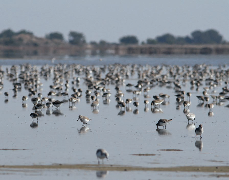 Стадо от дунлини (Calidris alpina) и шлайфане (Calidris alba) върху пясъчници в бившите солници
