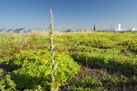 Зелени покриви в Базел, Швейцария: съчетаване на мерки за смекчаване и адаптиране