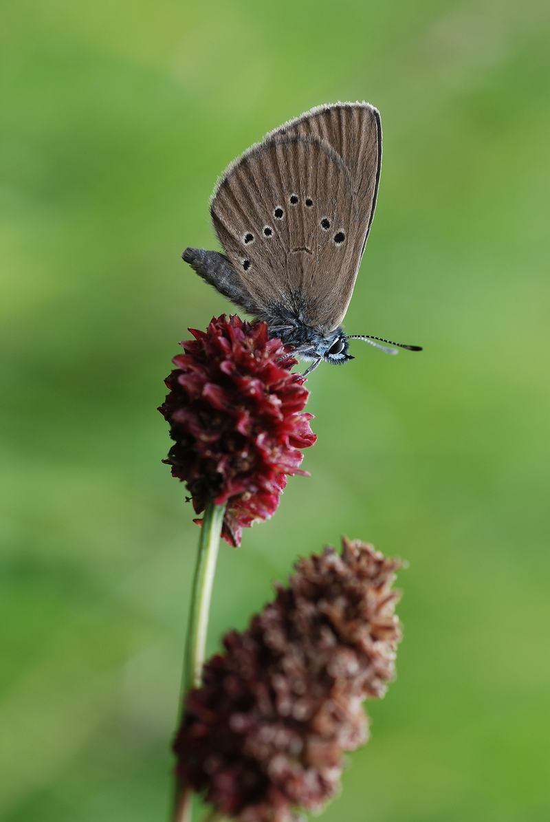 Skyggen stor blå (Maculinea nausithous) ved en stor burnet (Sanguisorba officinalis)