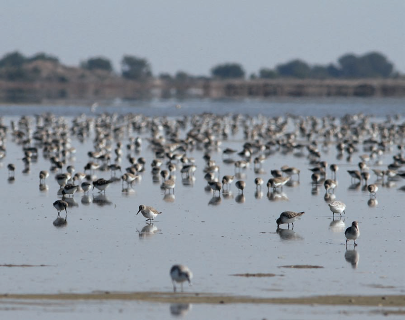 Herde von Dünnern (Calidris alpina) und Sandlingen (Calidris alba) auf Sandfalten in den ehemaligen Salzwerken