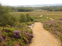 Finanzielle Beiträge von Planungsanwendungen zur Verhütung von Heidebränden in Dorset, Vereinigtes Königreich