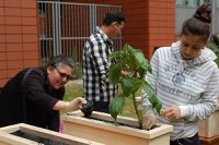 Crowdfunding-Plattform Gent zur Anpassung an den Klimawandel durch Begrünung der Städte