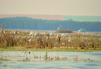 Grüner Korridor der unteren Donau: Wiederherstellung von Überschwemmungsgebieten zum Hochwasserschutz