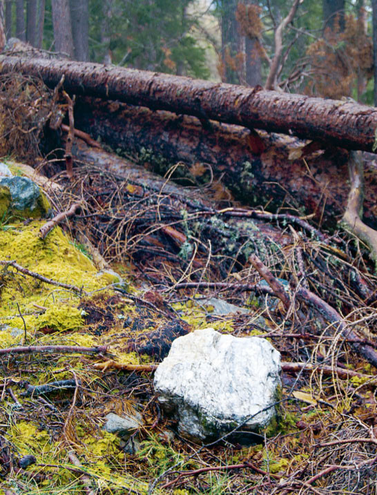 Naturbasierte Schutzmaßnahmen gegen Gesteinsfälle, Erdrutsche und Lawinen