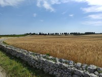 Schutz landwirtschaftlicher Arbeitskräfte im Freien vor extremer Hitze in Apulien, Süditalien