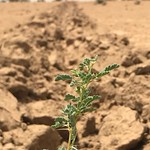 European Climate Impact and Preparedness Portal