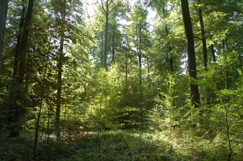 Forest adaptive management