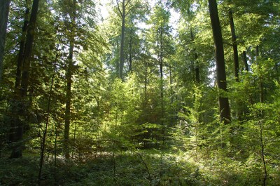 Afforestazzjoni u riforestazzjoni