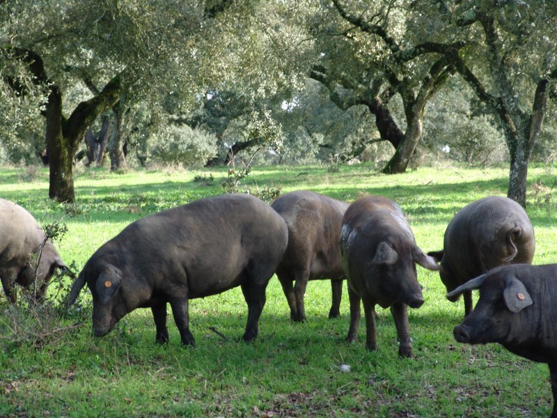 Montado Agroforestry