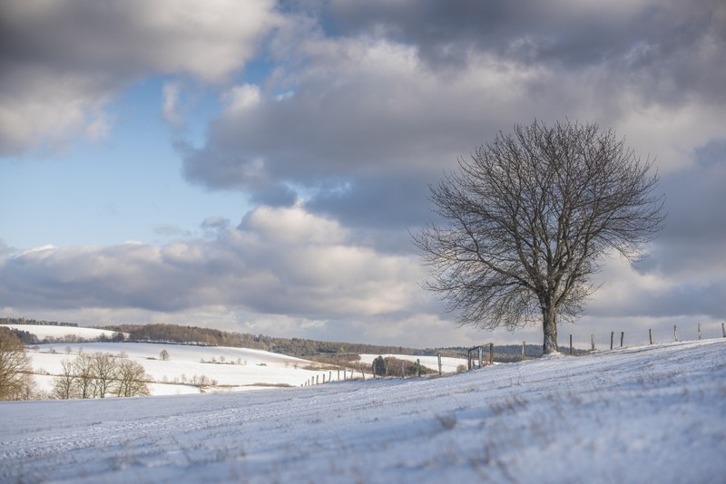 Spessart in Winter