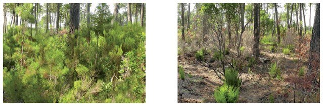 Effects of prescribed burn intervention