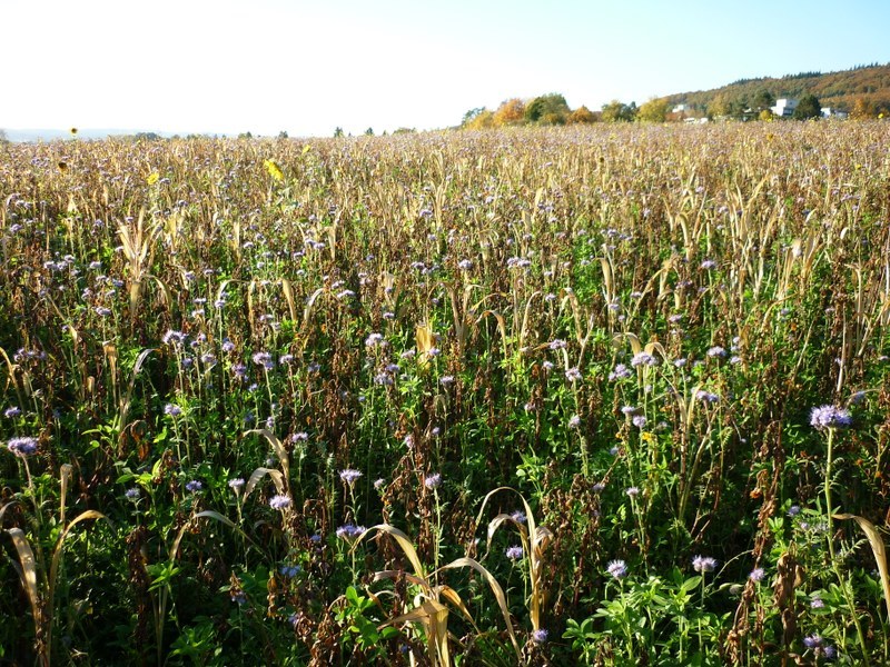 Versatile catch crop mixture