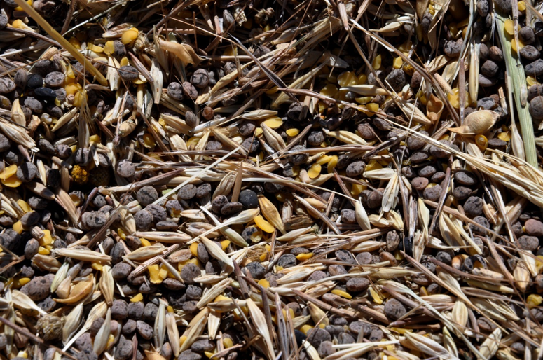 Harvest of barley and carob