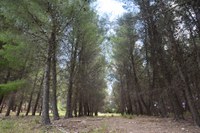 A community of practice for the sustainable management of forests surrounding the Occhito Lake in Puglia, Italy