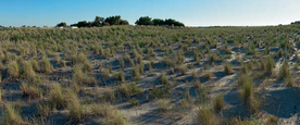 Vegetation on dunes as appeared in 2016
