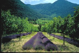 Example of agroforestry concept