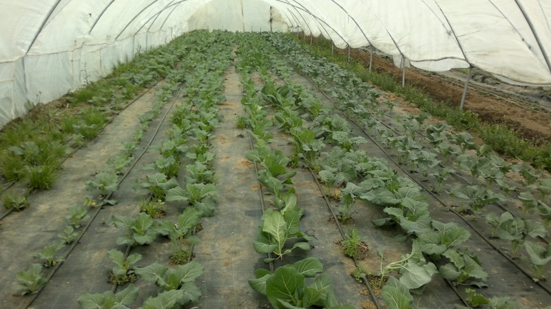 Drip irrigation