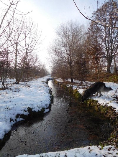 Bosco Limite in winter