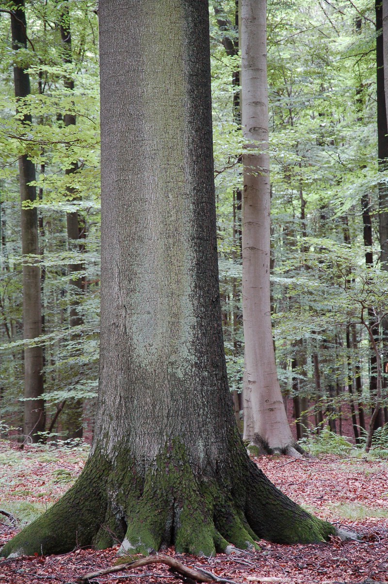 Large and very large trees in the Sonian forest