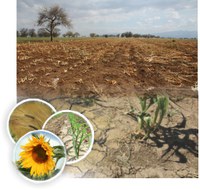 Climate change adaptation measures in Romanian agriculture