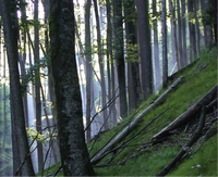 Climate change impacts on water resources of a forested karst catchment in Austria
