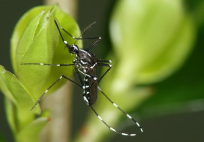 Communal action group to control mosquitoes