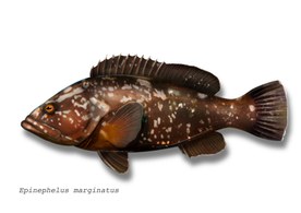 Example of fish species monitored for ciguatoxins - dusky grouper