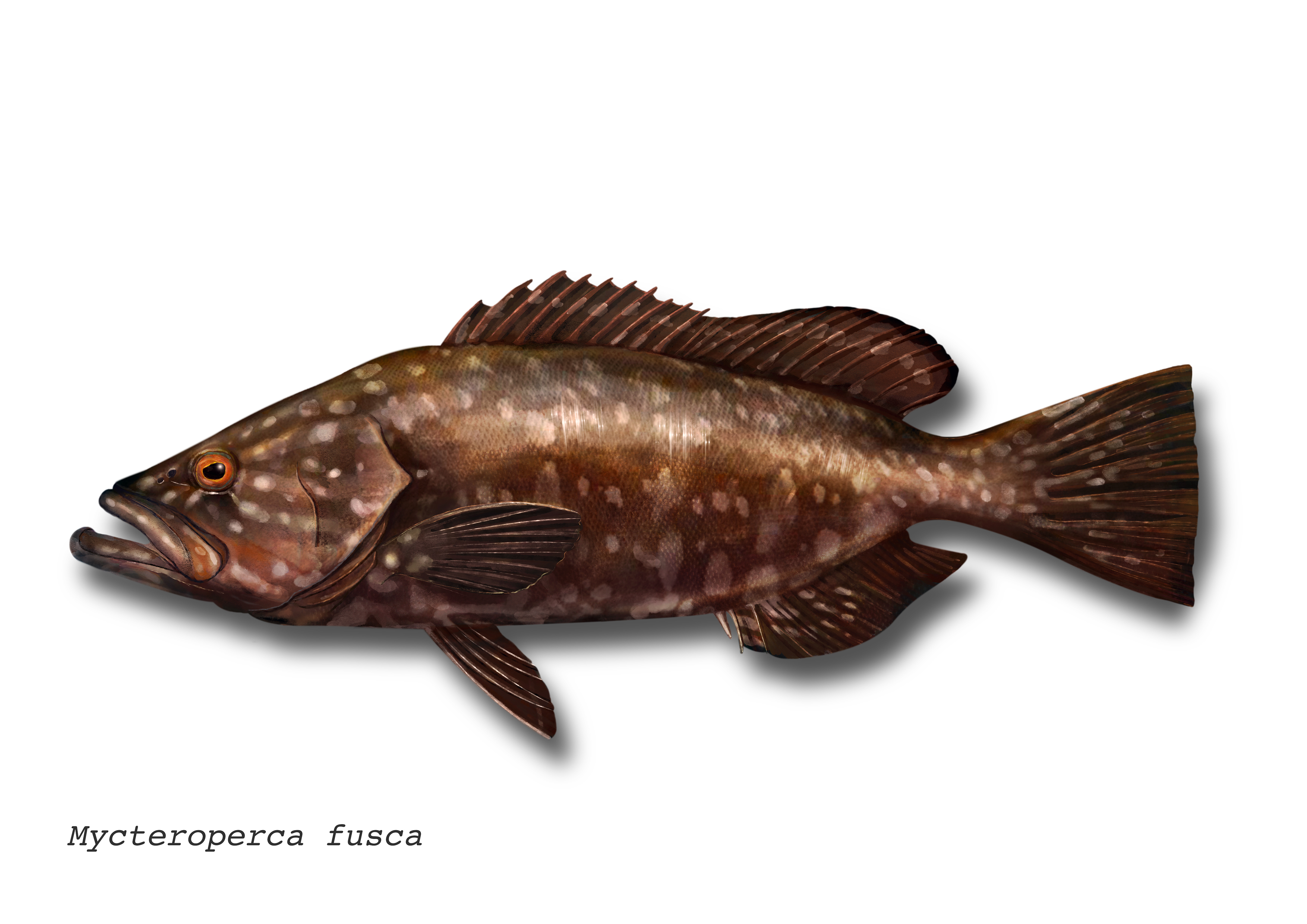 Example of fish species monitored for ciguatoxins -  island grouper