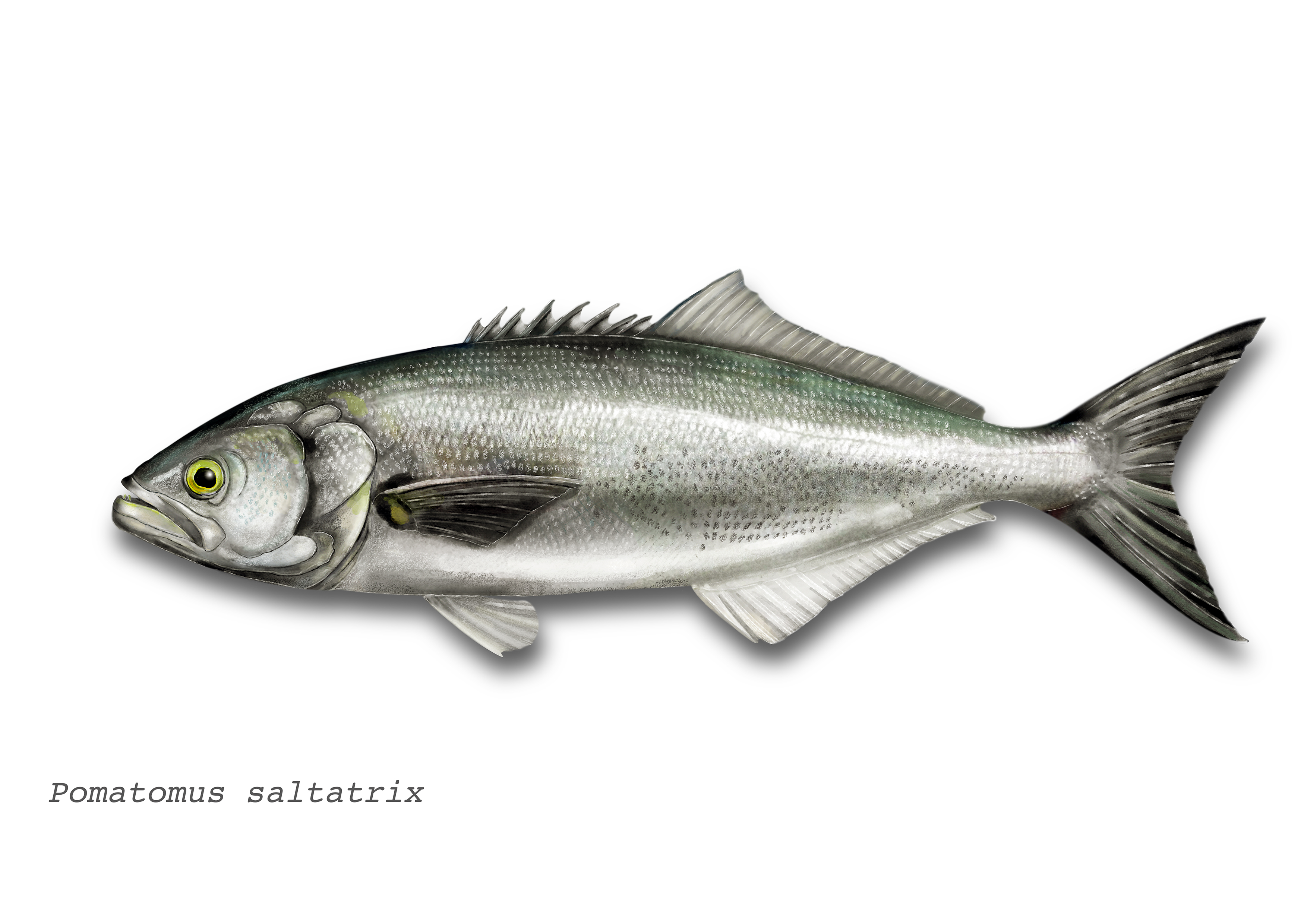 Example of fish species monitored for ciguatoxins - Bluefish