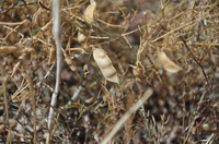 Crop diversification and improved soil management for adaptation to climate change in Segovia (Spain)