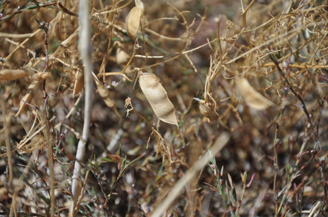 Carob