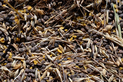 Cosecha de cebada y algarrobas