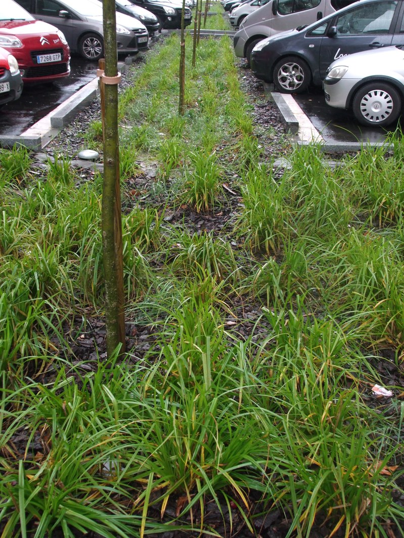 Infiltration ditch in Lakua area