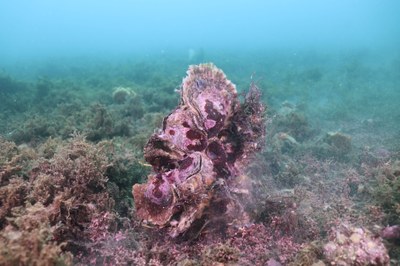 Large-Scale Oyster reef restoration for coastal protection in Brittany, France