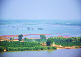 The agriculture polder at Mahmudia 2 months after the end of the restoration project