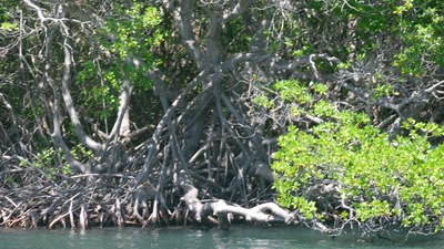 Marine and coastal ecosystem restoration in Guadeloupe