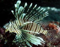 Preventing lionfish invasion in Cyprus through early response and targeted removal