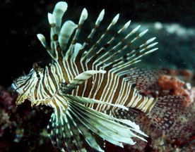 Lionfish photographed in Cyprus marine waters