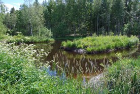 Wetland to reduce the load on Pien-Saimaa
