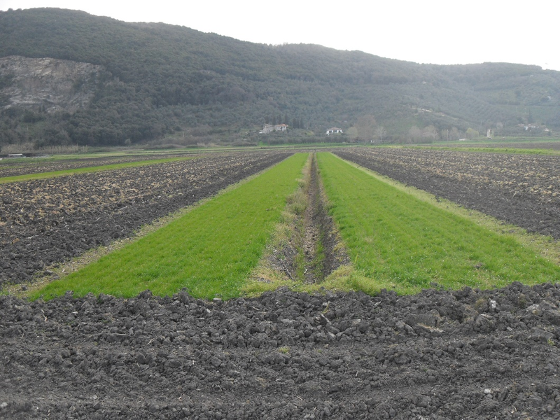 Buffer strips and cover crops