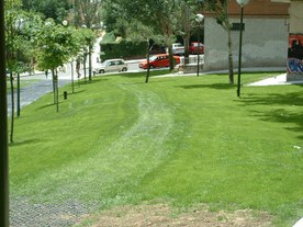 Vegetated pathway