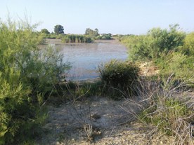 Loutsas Artemidas Coastal marsh
