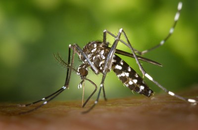 New perspective paper: Strengthening mosquito control to manage emerging mosquito-borne diseases