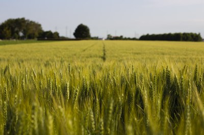 Mycotoxins