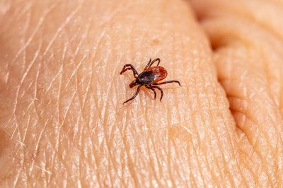 Vector-borne diseases