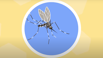 The buzzing problem - invasive mosquitos colonising Europe