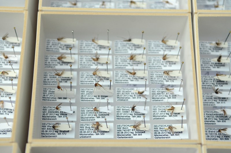 Muestras de mosquitos para el archivo