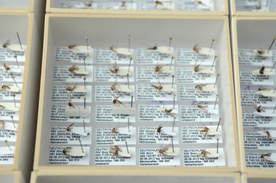 Muestras de mosquitos para el archivo