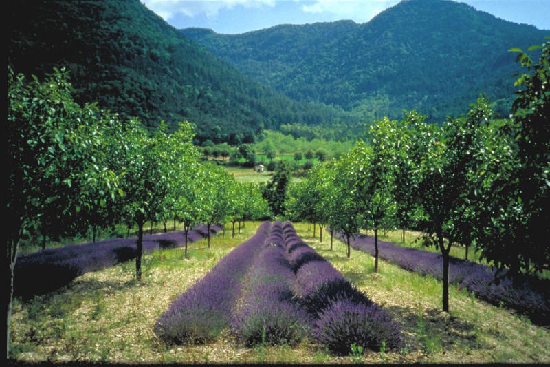 Ejemplo de concepto agroforestal