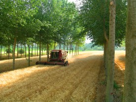 Cultivo de nogal y trigo